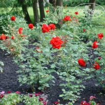 фото из отзыва ID 1352404