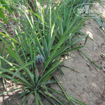 фото из отзыва ID 1352427