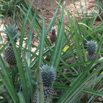 фото из отзыва ID 1352427