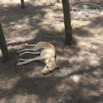 фото из отзыва ID 1352427