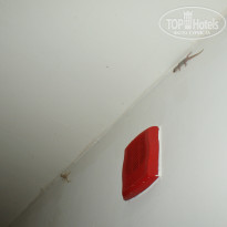 фото из отзыва ID 1352609