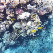 фото из отзыва ID 1352716