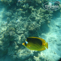 фото из отзыва ID 1353707