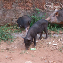 фото из отзыва ID 1353745