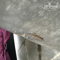 фото из отзыва ID 1352980