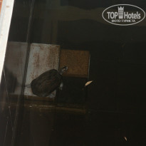 фото из отзыва ID 1353328