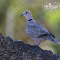 фото из отзыва ID 1355608