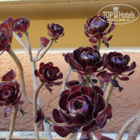 фото из отзыва ID 1356021