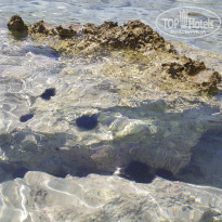 фото из отзыва ID 1356055