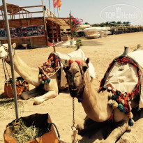 фото из отзыва ID 1356289