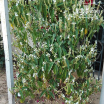 фото из отзыва ID 1357390