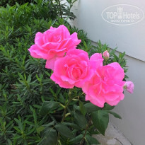 фото из отзыва ID 1357826