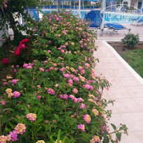 фото из отзыва ID 1355455