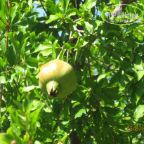 фото из отзыва ID 1359216