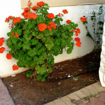 фото из отзыва ID 1359245