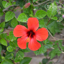 фото из отзыва ID 1359701