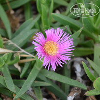 фото из отзыва ID 1359701