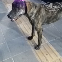 фото из отзыва ID 1359797