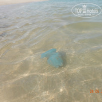 фото из отзыва ID 1359634