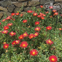 фото из отзыва ID 1353987