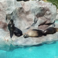 фото из отзыва ID 1353987