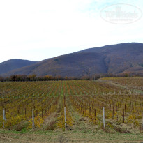 фото из отзыва ID 1356553