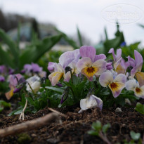 фото из отзыва ID 1360454