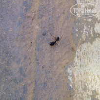 фото из отзыва ID 1361687