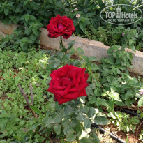 фото из отзыва ID 1362294