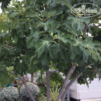 фото из отзыва ID 1362466