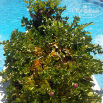 фото из отзыва ID 1363283