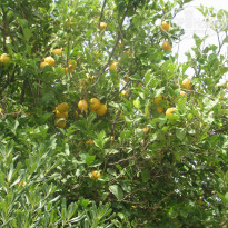 фото из отзыва ID 1363505