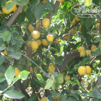 фото из отзыва ID 1363505