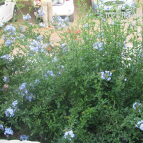 фото из отзыва ID 1363505