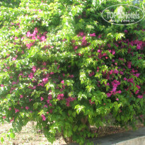 фото из отзыва ID 1363505