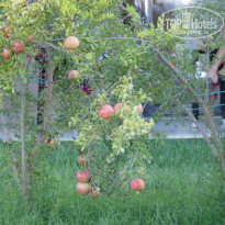 фото из отзыва ID 1363543