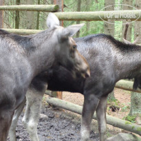 фото из отзыва ID 1364082