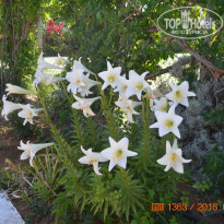 фото из отзыва ID 1364361