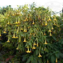 фото из отзыва ID 1365129