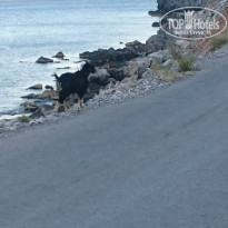 фото из отзыва ID 1365491