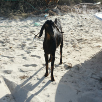 фото из отзыва ID 1365518