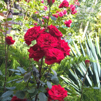 фото из отзыва ID 1365918