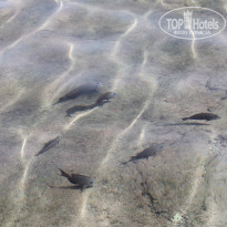 фото из отзыва ID 1365997