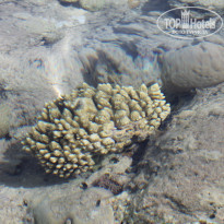 фото из отзыва ID 1365997