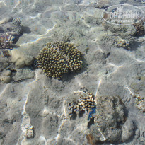 фото из отзыва ID 1365997