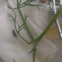 фото из отзыва ID 1366735