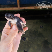 фото из отзыва ID 1367000