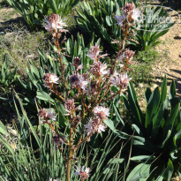 фото из отзыва ID 1367271