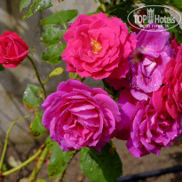 фото из отзыва ID 1368500