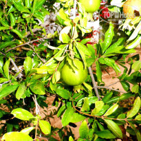 фото из отзыва ID 1369893